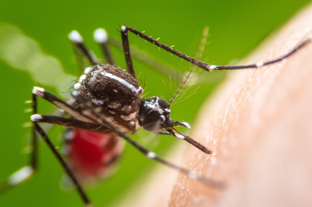 Febra Dengue a devenit Epidemie în Argentina Se răspândeşte şi în